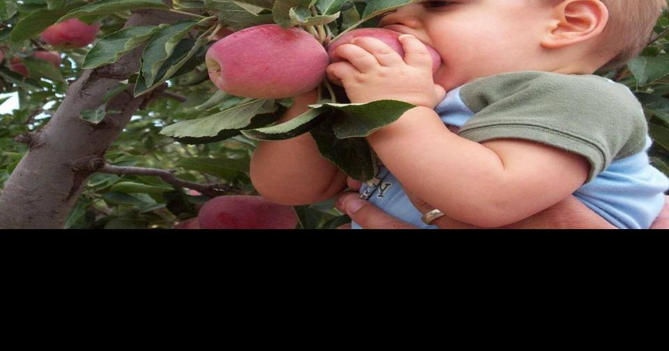 Take your pick, it’s apple harvest time Get Out