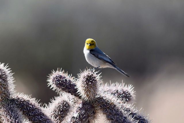Bird on cactus