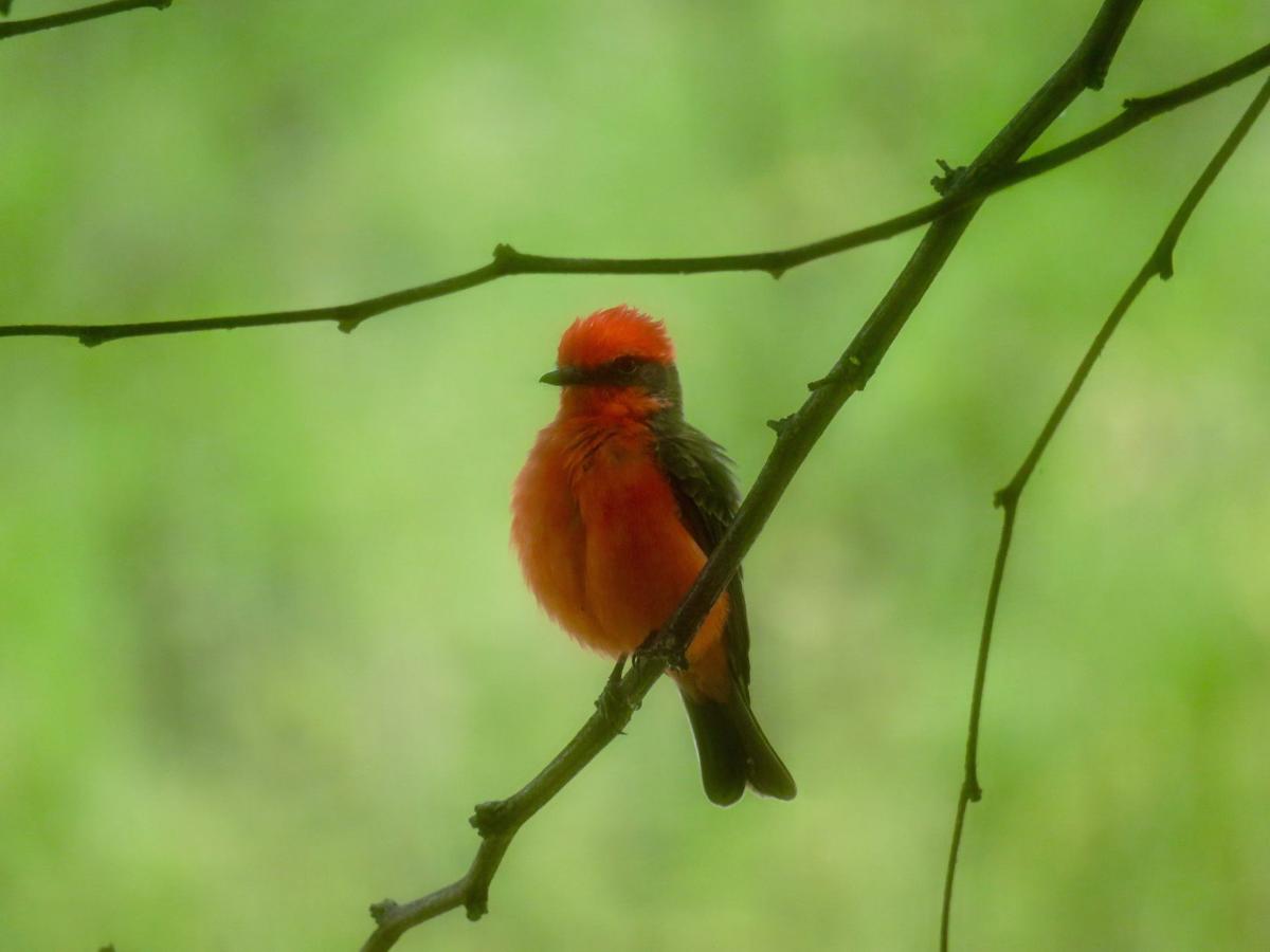 Vermillion flycatcher