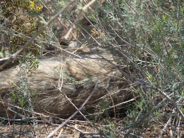 Hiding coyote