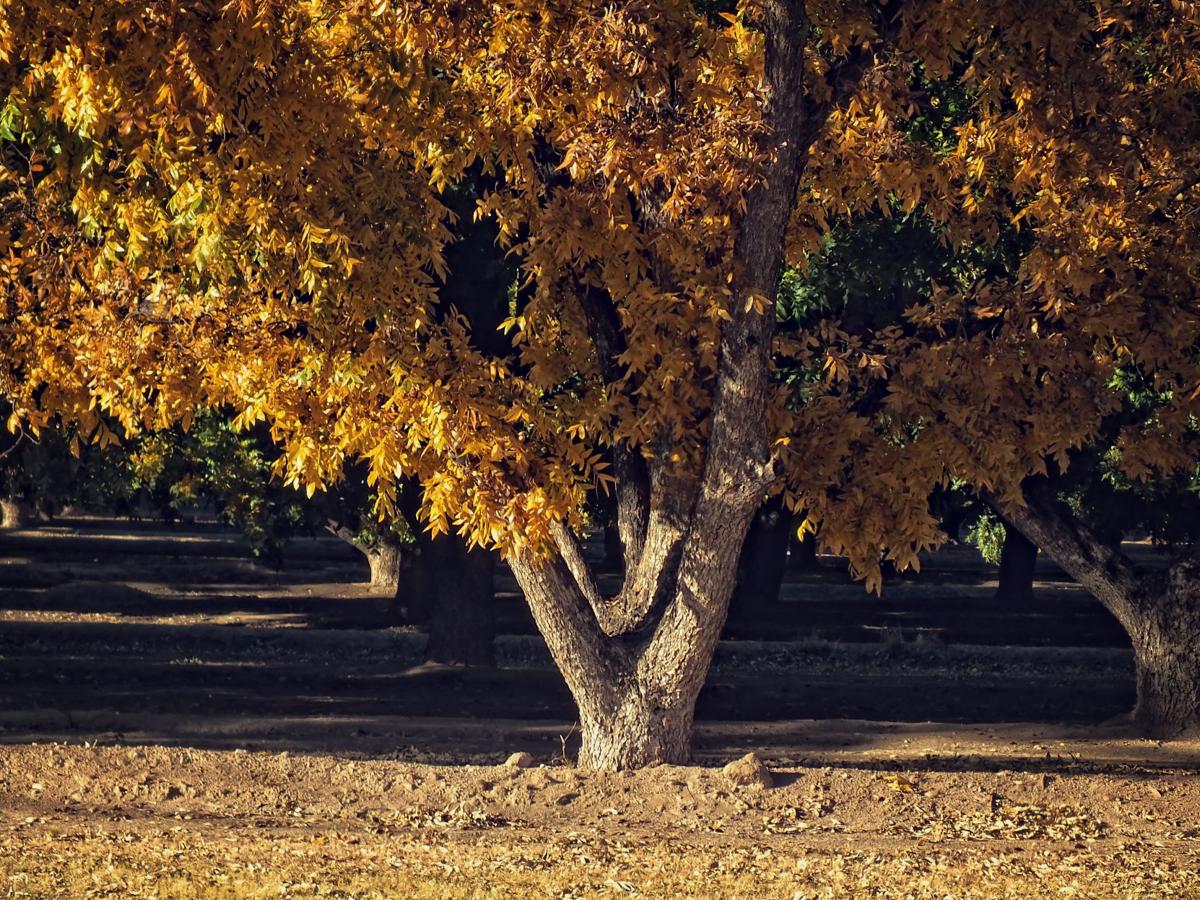 Pecan trees in fall