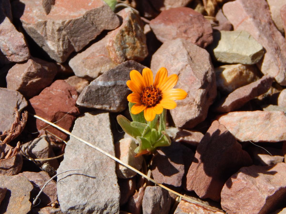 Flower in the rocks