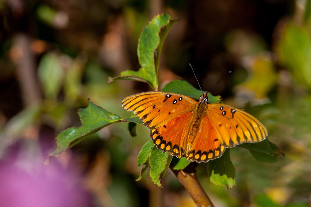 Butterfly