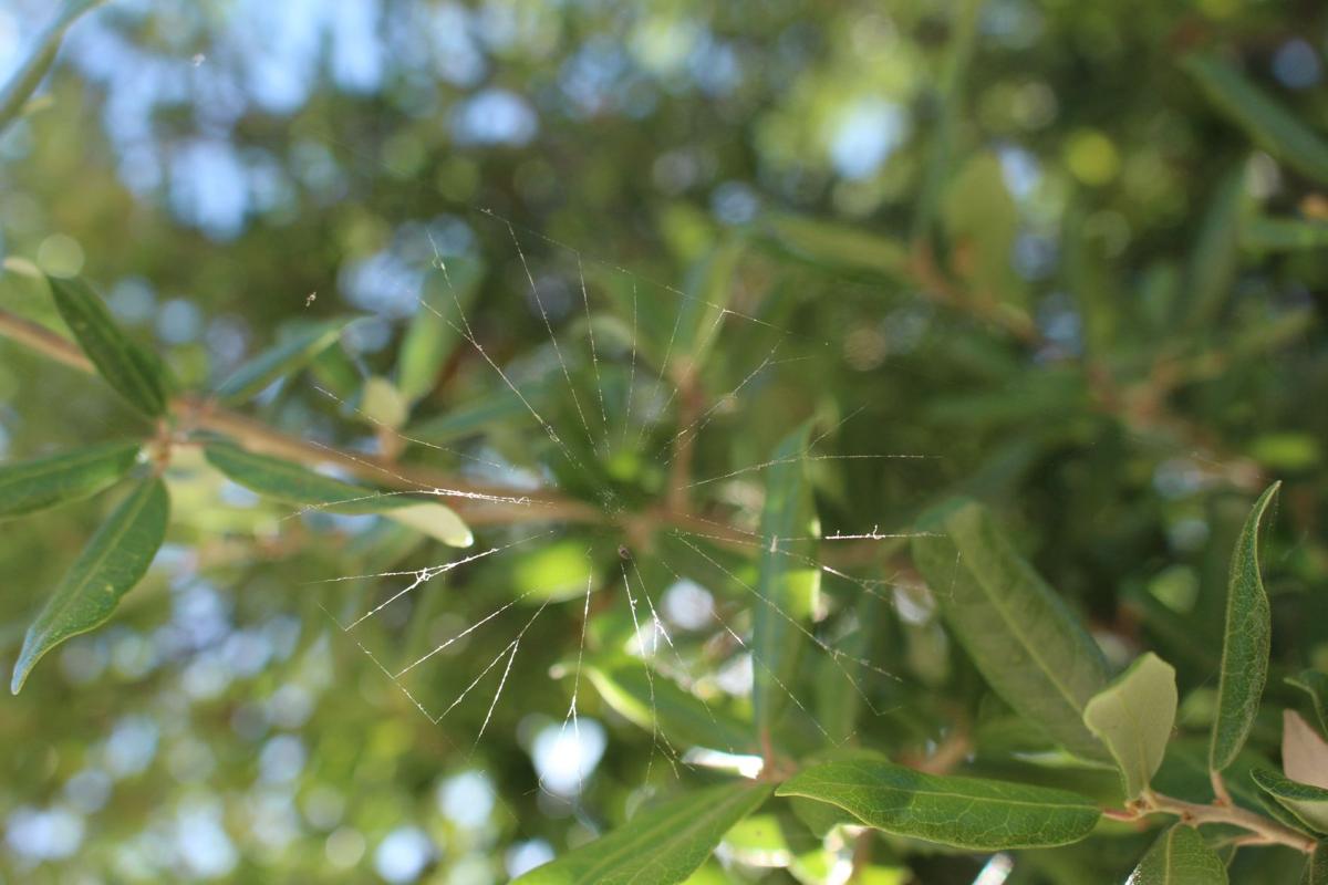 Delicate web