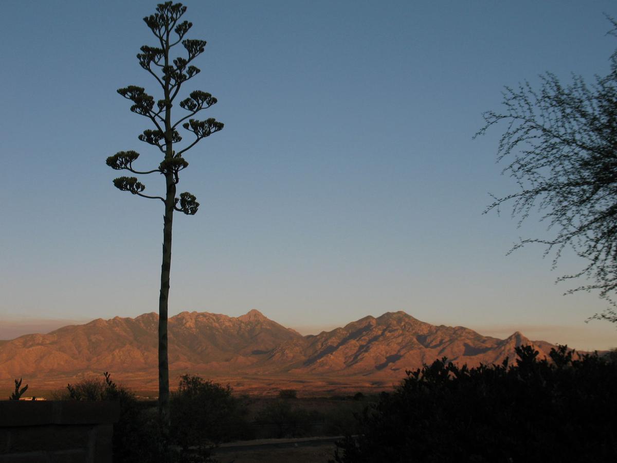 Blooming agave Santa Ritas