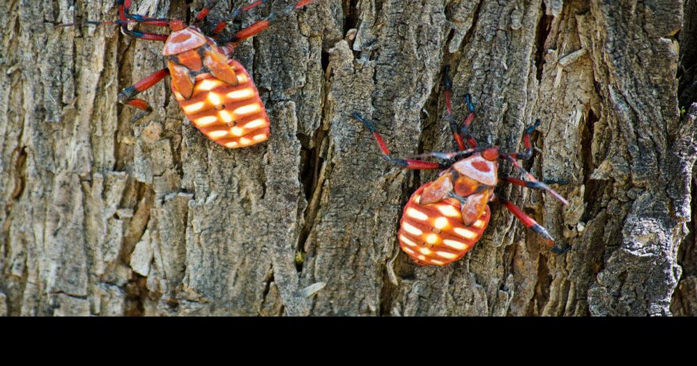 Don't call these bright bugs beetles, Local News Stories