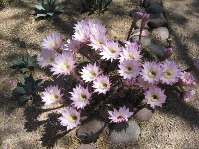 Green Valley Gardeners: Ant season returns to the desert