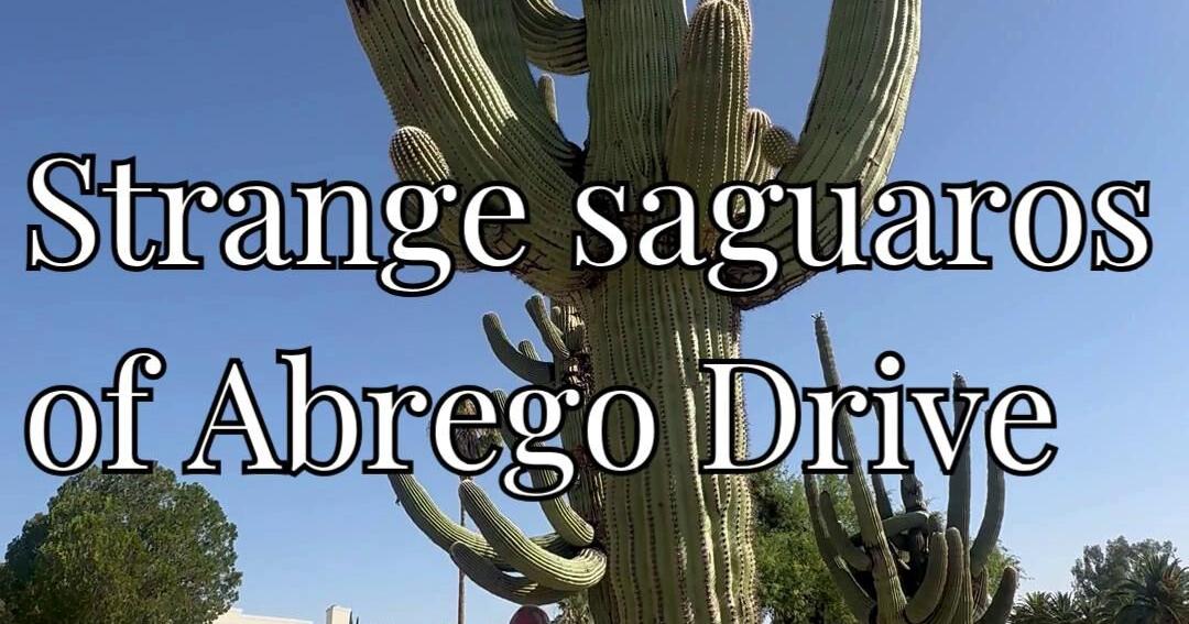 Strange saguaros of Abrego Drive