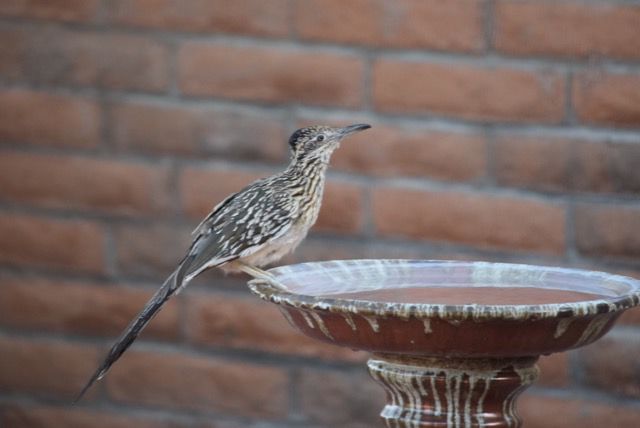 Thirsty roadrunner
