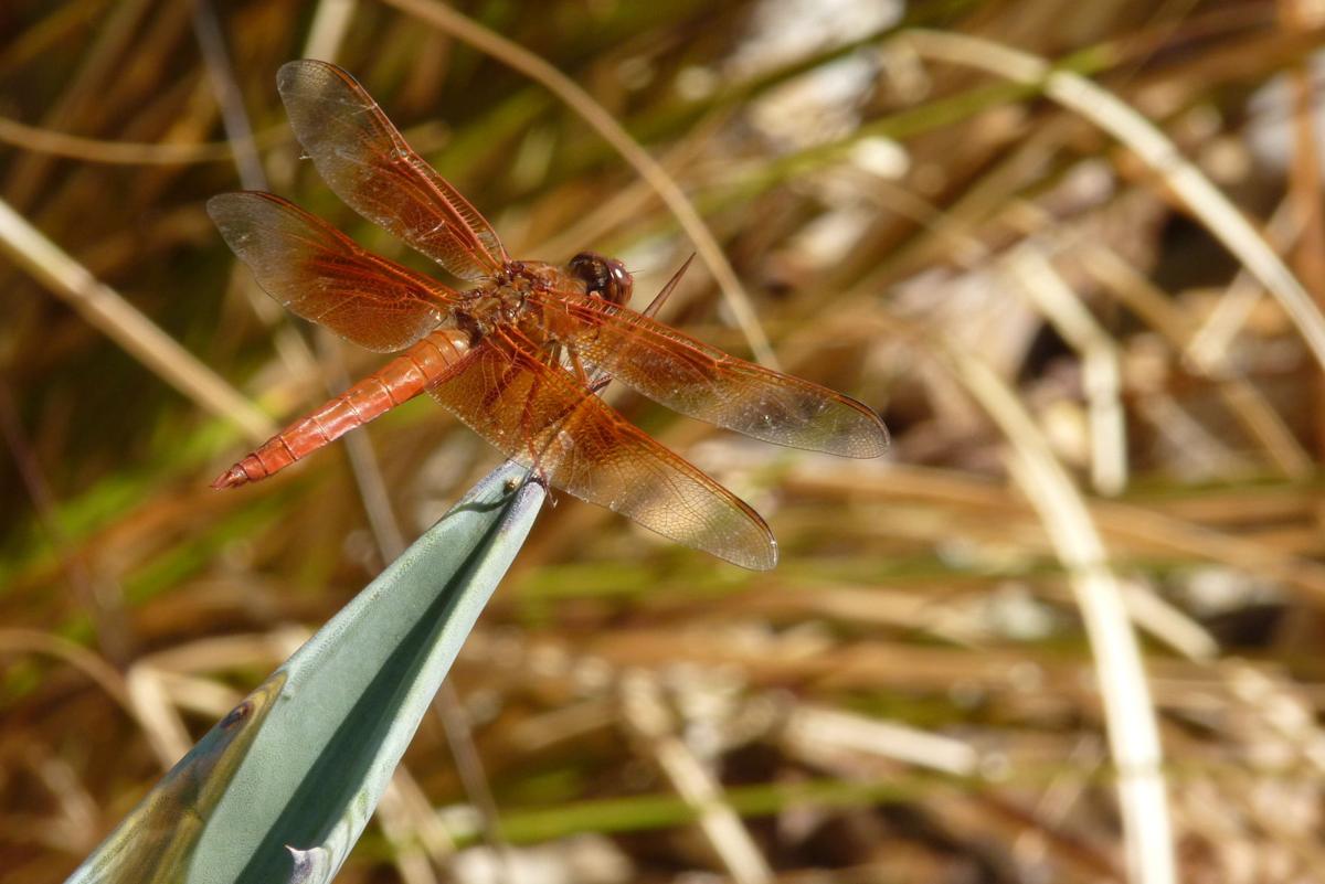 Amber-winged dragonfly