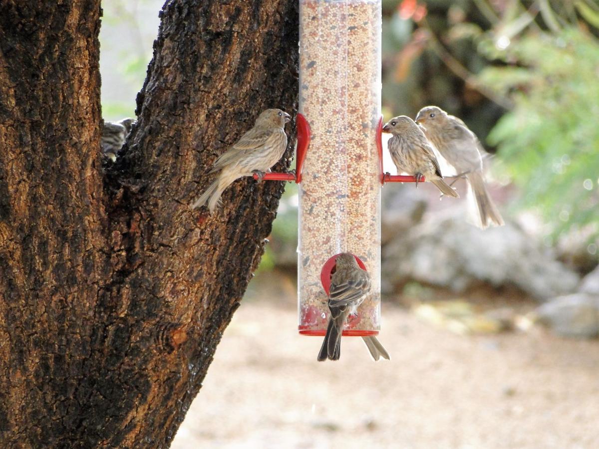 Birds