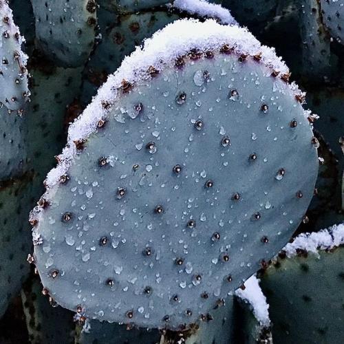 GV, Sahuarita wake up to snow Local News Stories