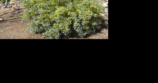 Green Valley Gardeners: Nature's holiday season decor - Vimarsana News