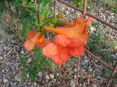 Gv Gardeners Trumpet Creeper Vine A Hummingbird Favorite Get Out Gvnews Com