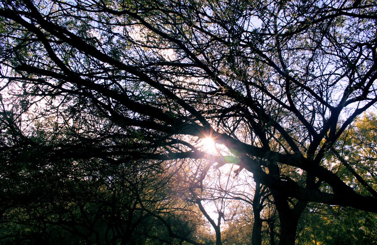 Sunshine through trees