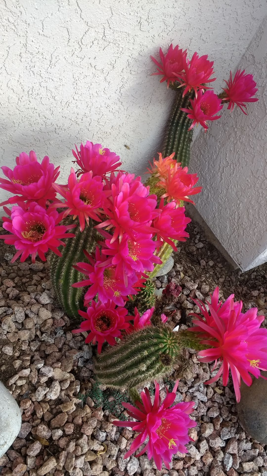 More red cactus blossom
