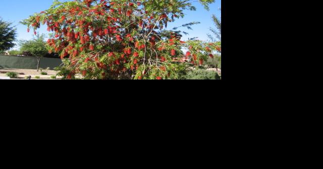 Green Valley Gardeners: Cascading trees add movement to a desert garden - Vimarsana News