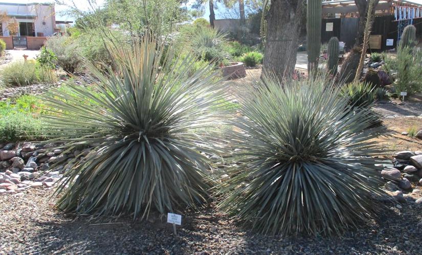 Green Valley Gardeners: Plants accenting drought-resistant landscapes | Get Out | gvnews.com Green Valley Gardeners: Plants accenting drought-resistant landscapes | Get Out | gvnews.com
