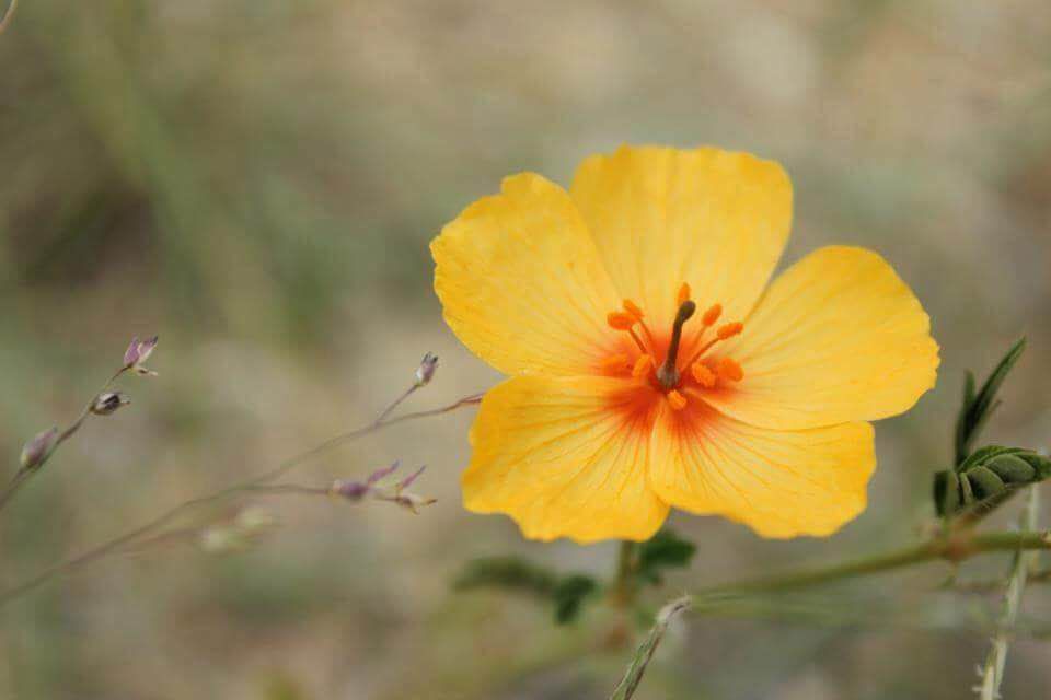 Flower