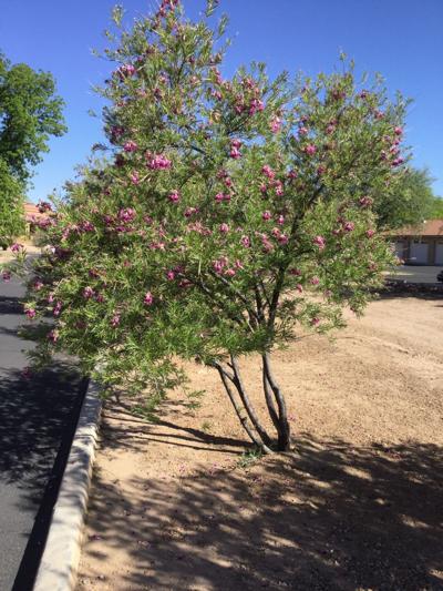 Desert Willows Sonoran Natives Gardening Columnist Mary Desert Willow