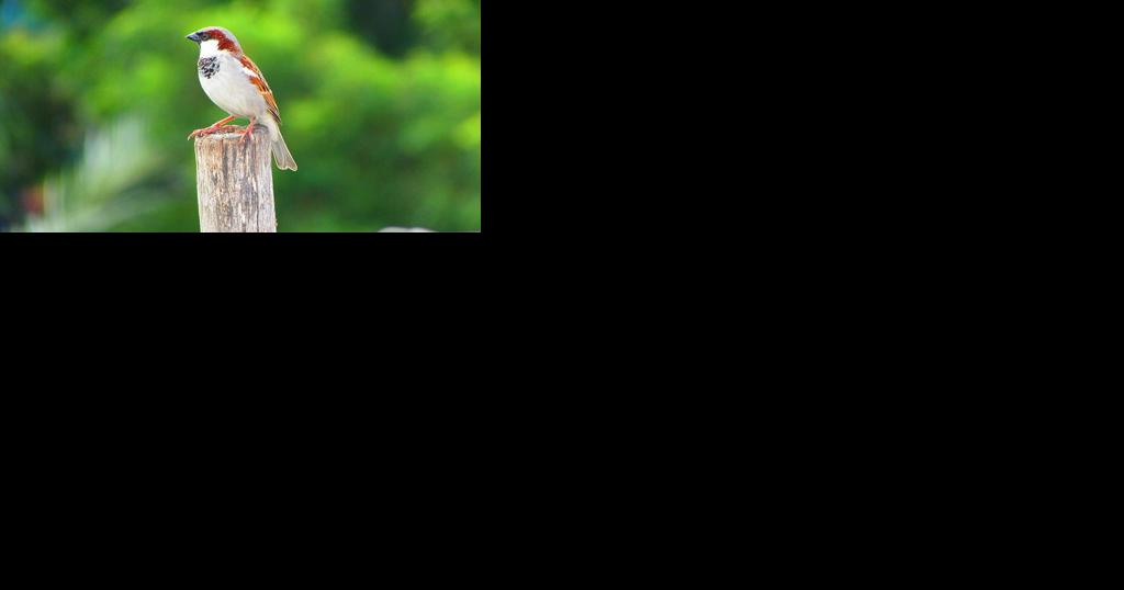 Rosie on the House: Attracting and feeding wild birds - Vimarsana News