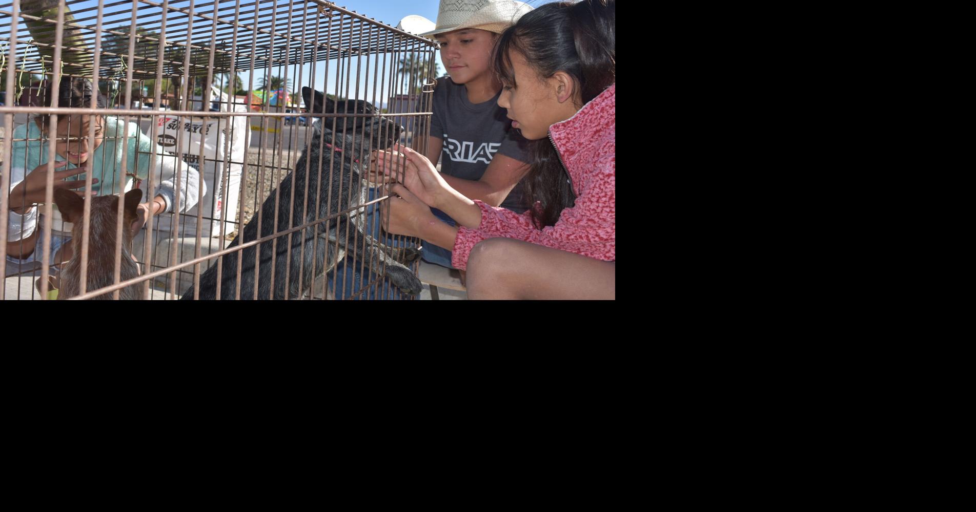 Livestock swap helps 4H participants rehome critters | Local News ...