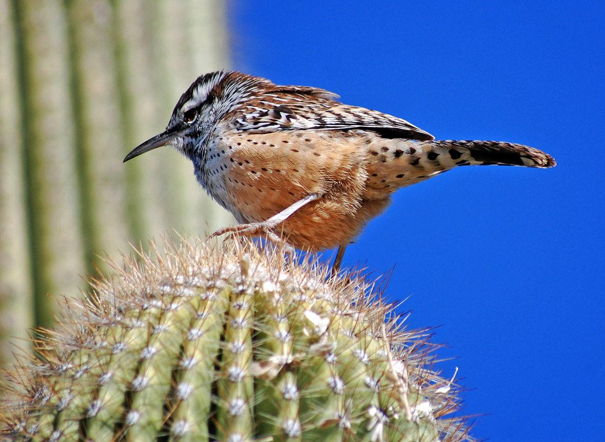Cactus wren