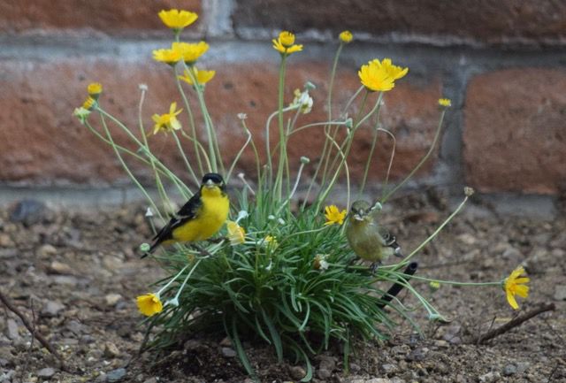Yellow bird, yellow flowers