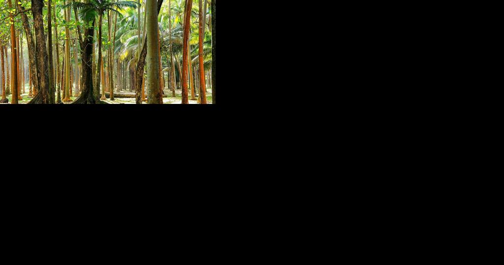 MEANDERING THE MESQUITE: BEHOLD! THE PALM TREE Nature's Ancient Gift - Vimarsana News