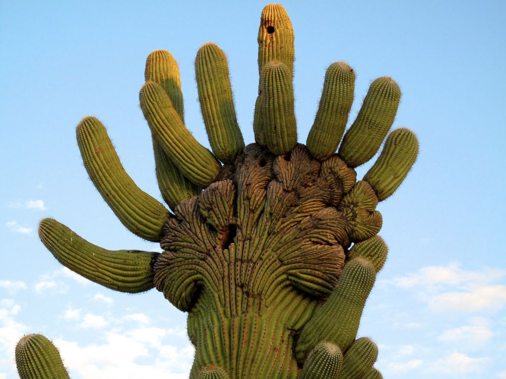 Green fingers