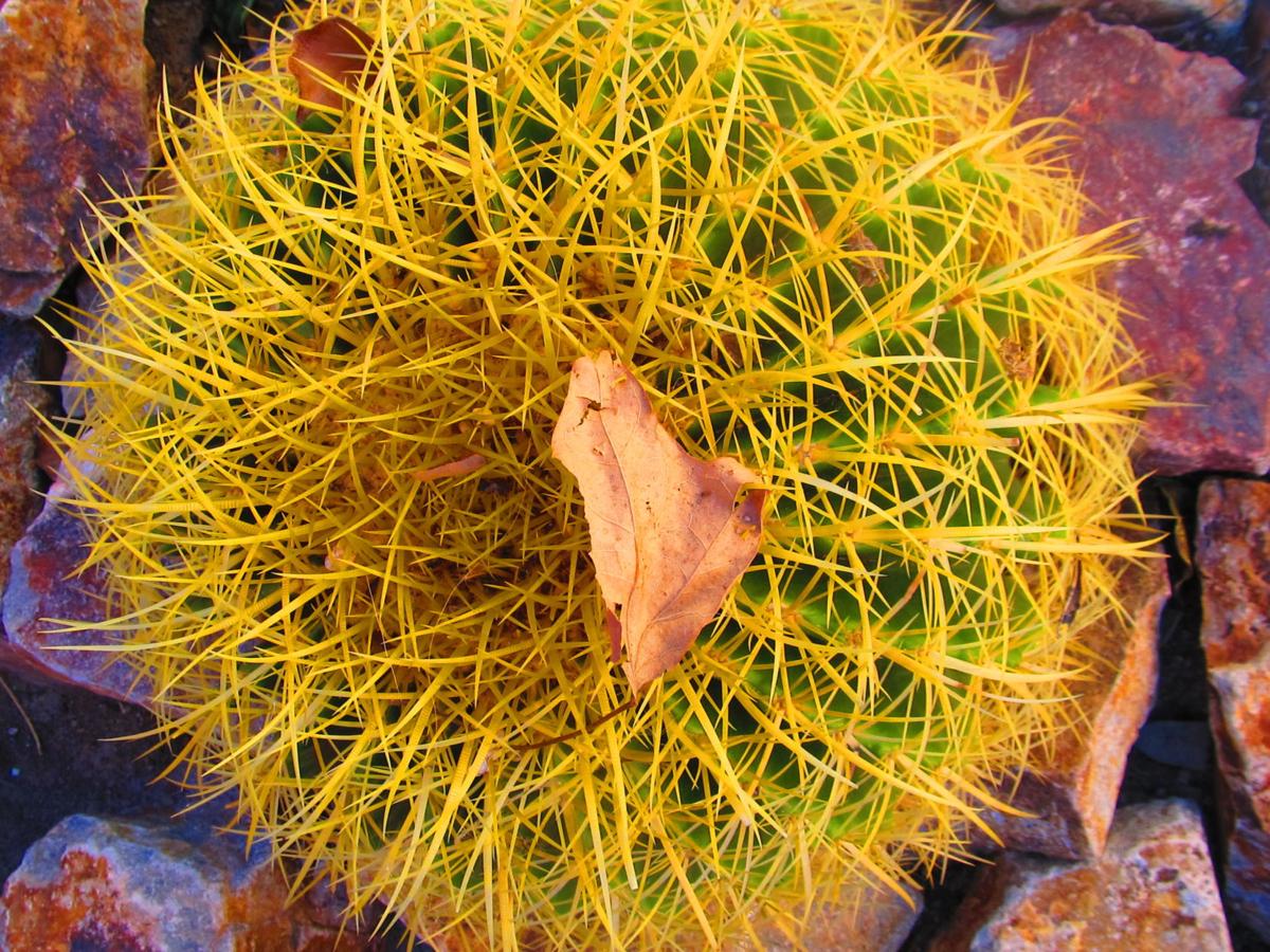 Leaves on a barrel cactus