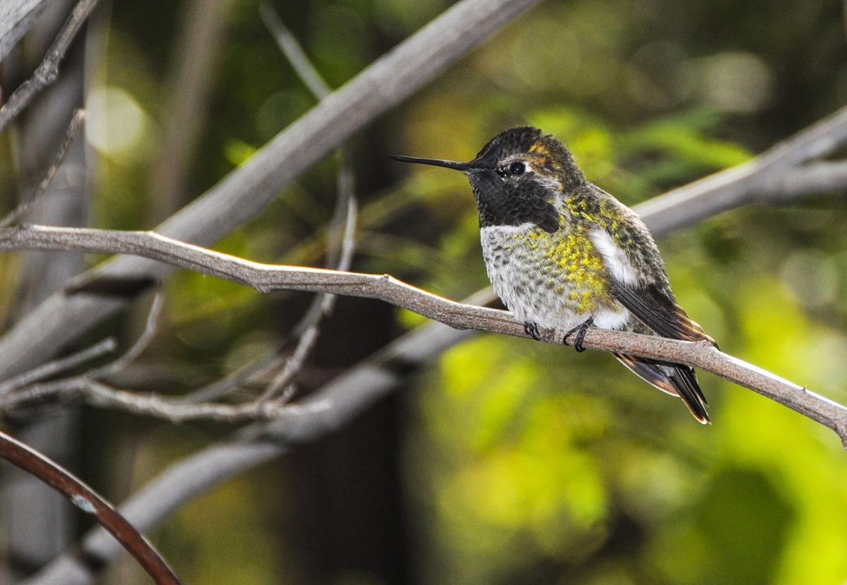 Anna's hummingbird GV backyard 1