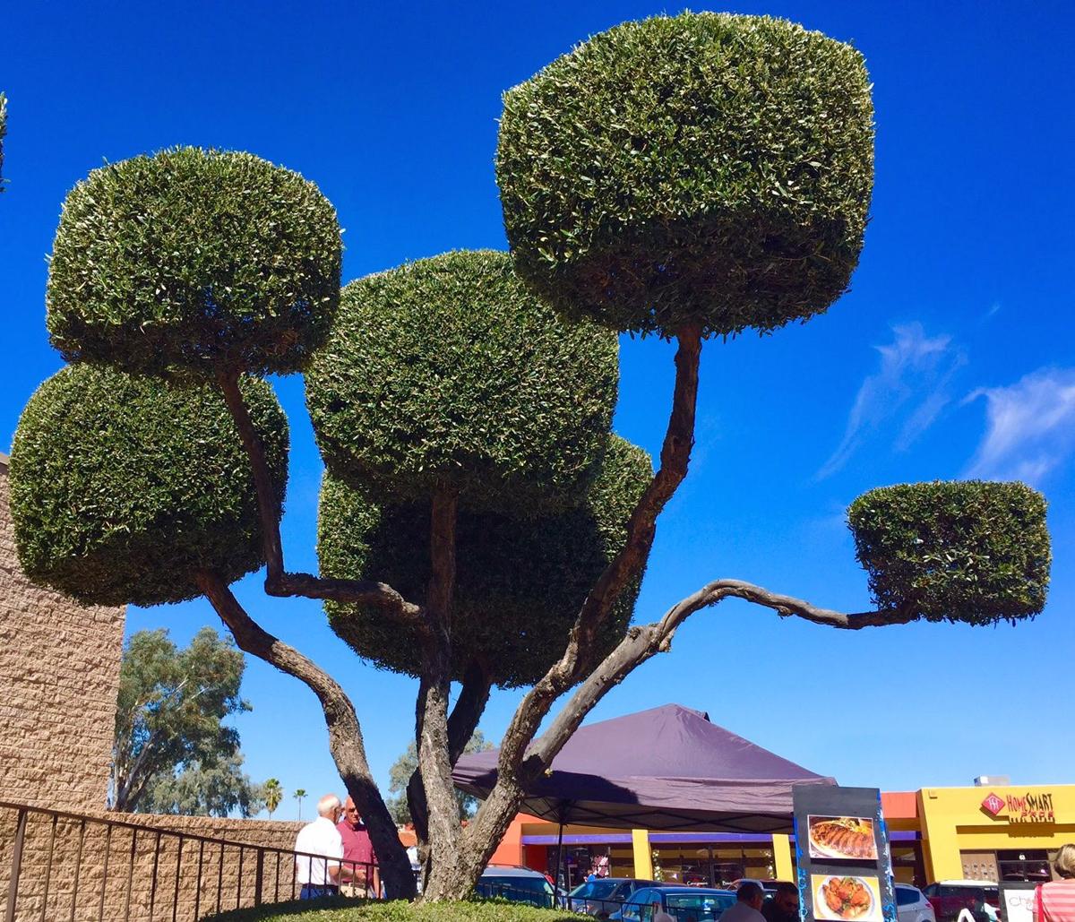 Green Valley Village tree
