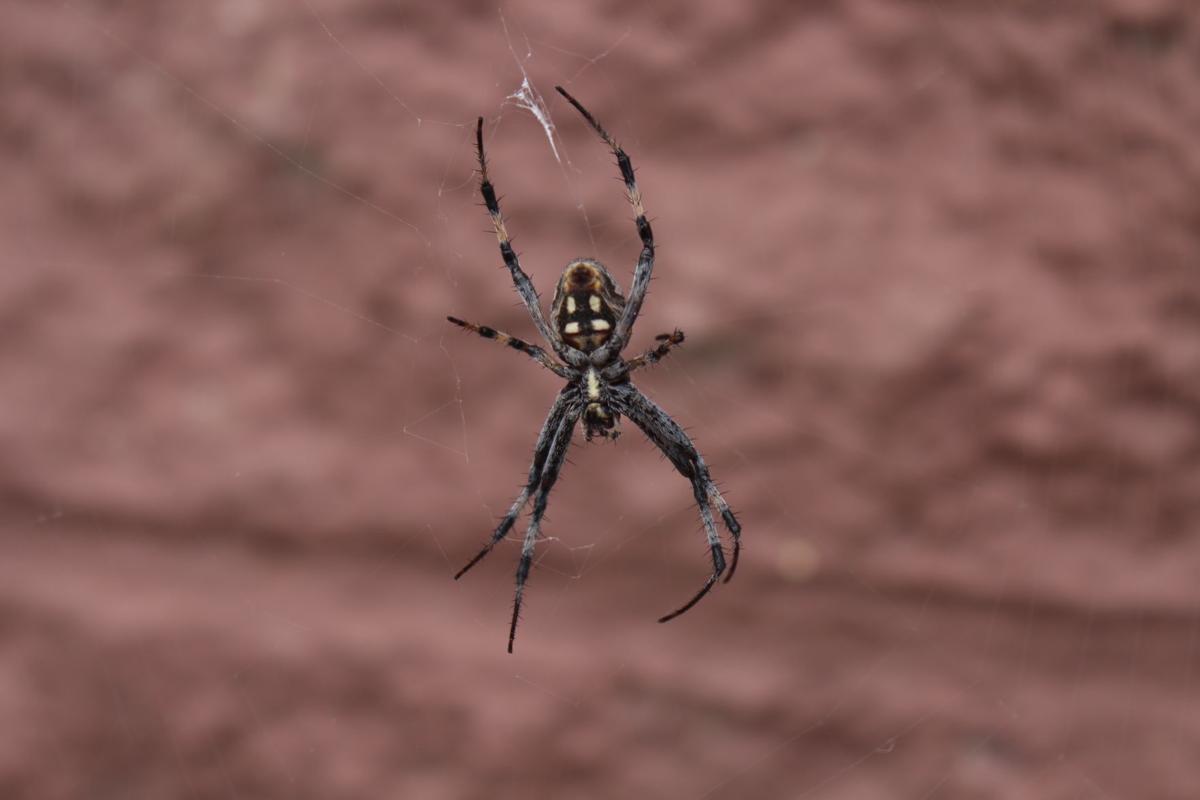 Spider