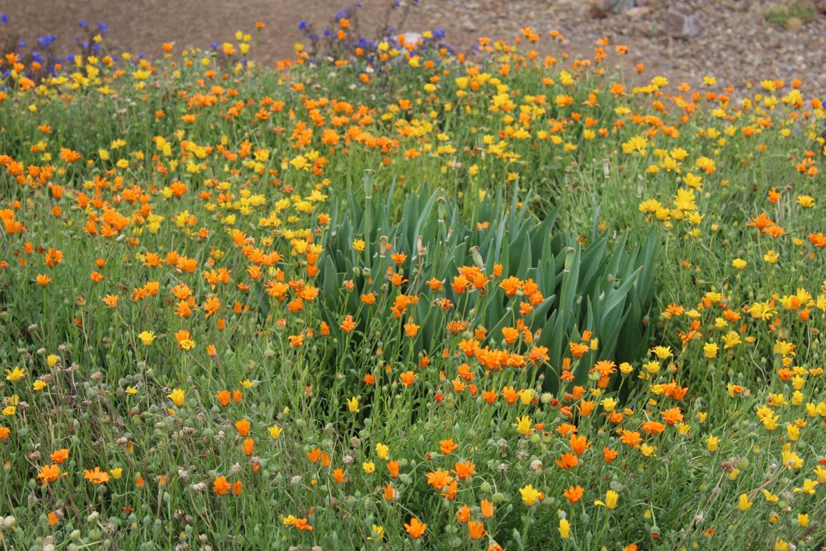 Field of flowers