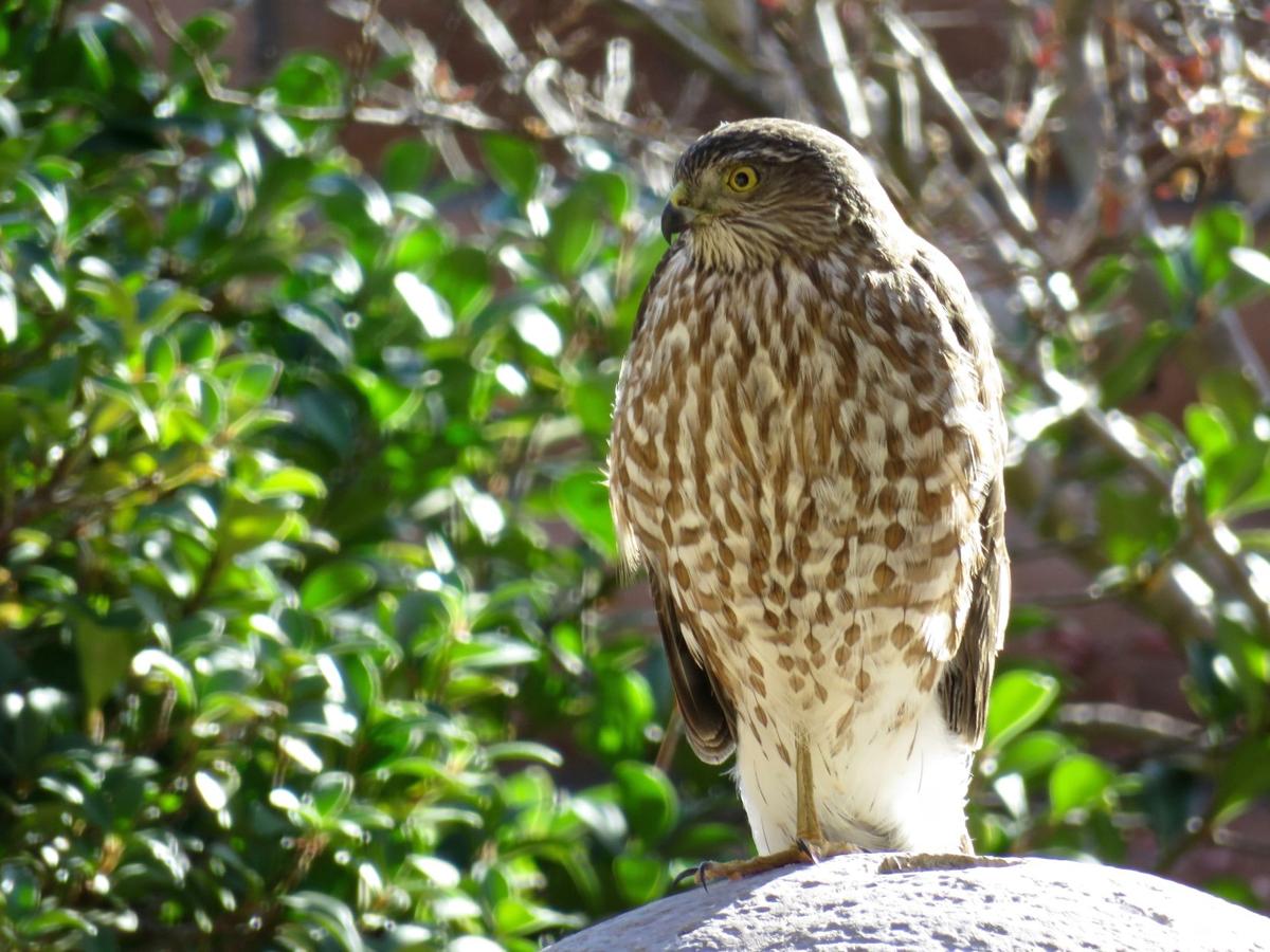 Visiting hawk