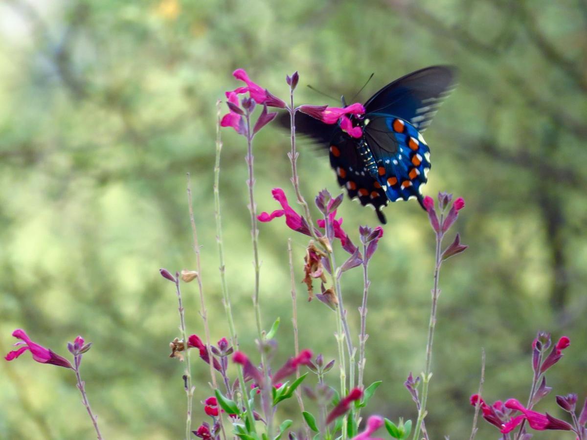 Butterfly in Tubac