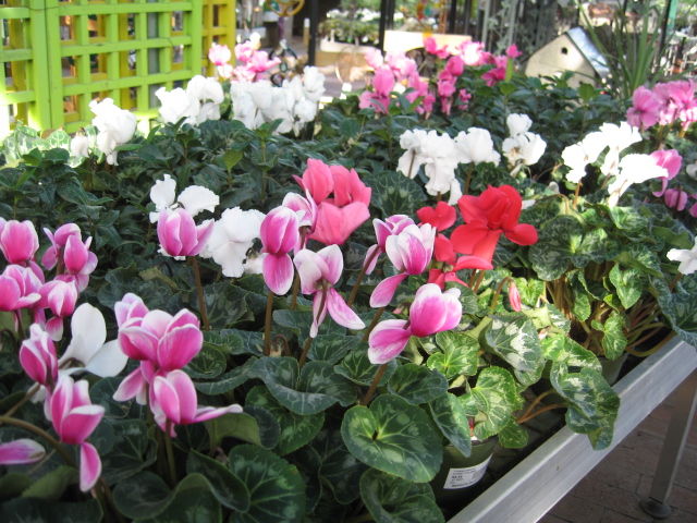 GV Gardeners: Valentine gift suggestions for gardeners | Get Out