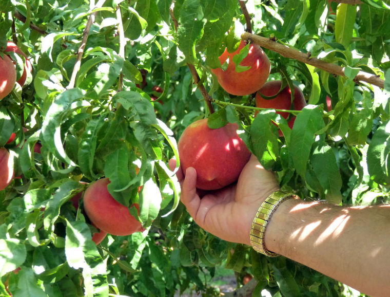 It's peachpicking time at Apple Annie’s Get Out