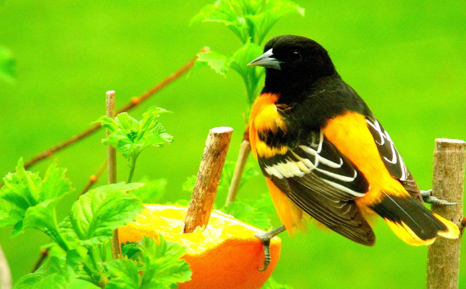 Oriole and orange