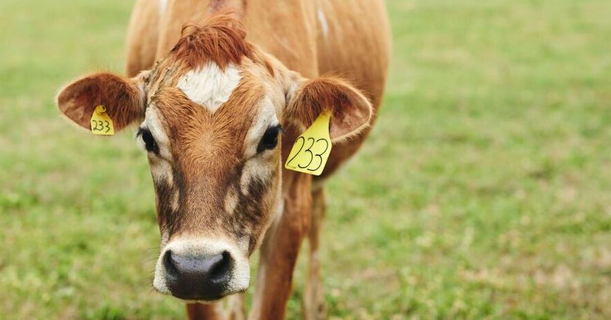 A grassfed moo-vement: How one family dairy farm found its niche - Vimarsana News
