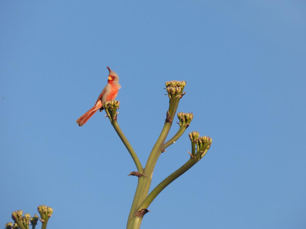 Pyrrhuloxia on Agave Spine