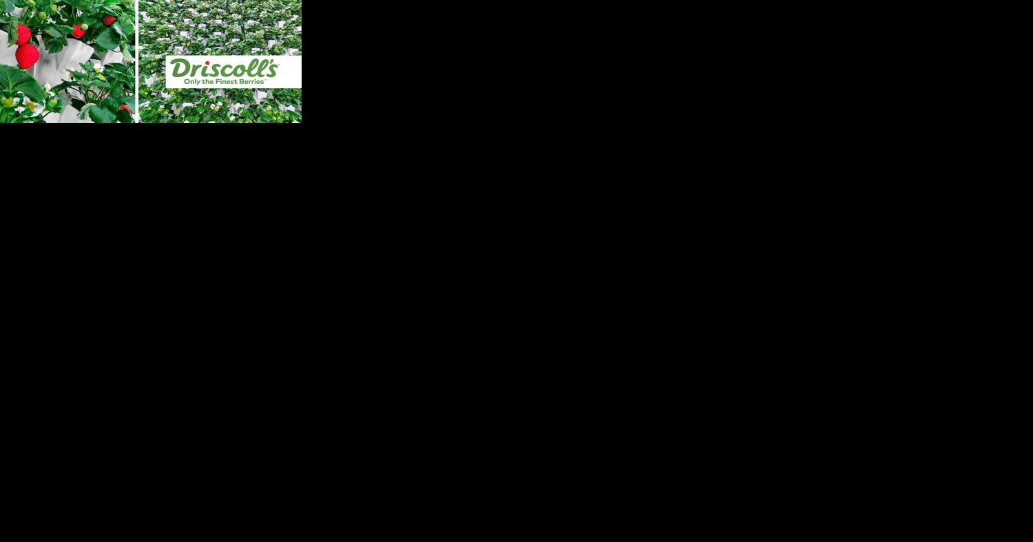 Driscoll's announces first indoor vertical strawberry farm | Read - Vimarsana News