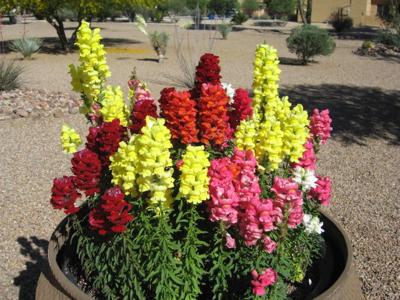 GV Gardeners: Sizzling snapdragons in the garden | Get Out | gvnews.com