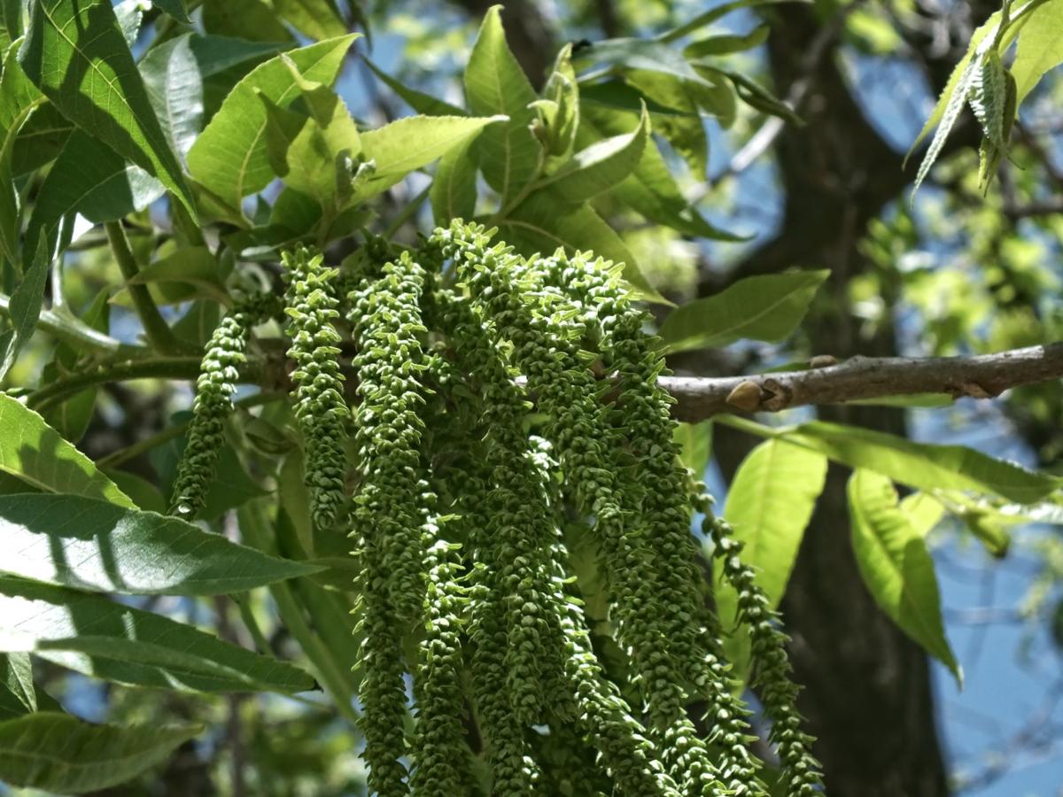 Pecan trees in spring