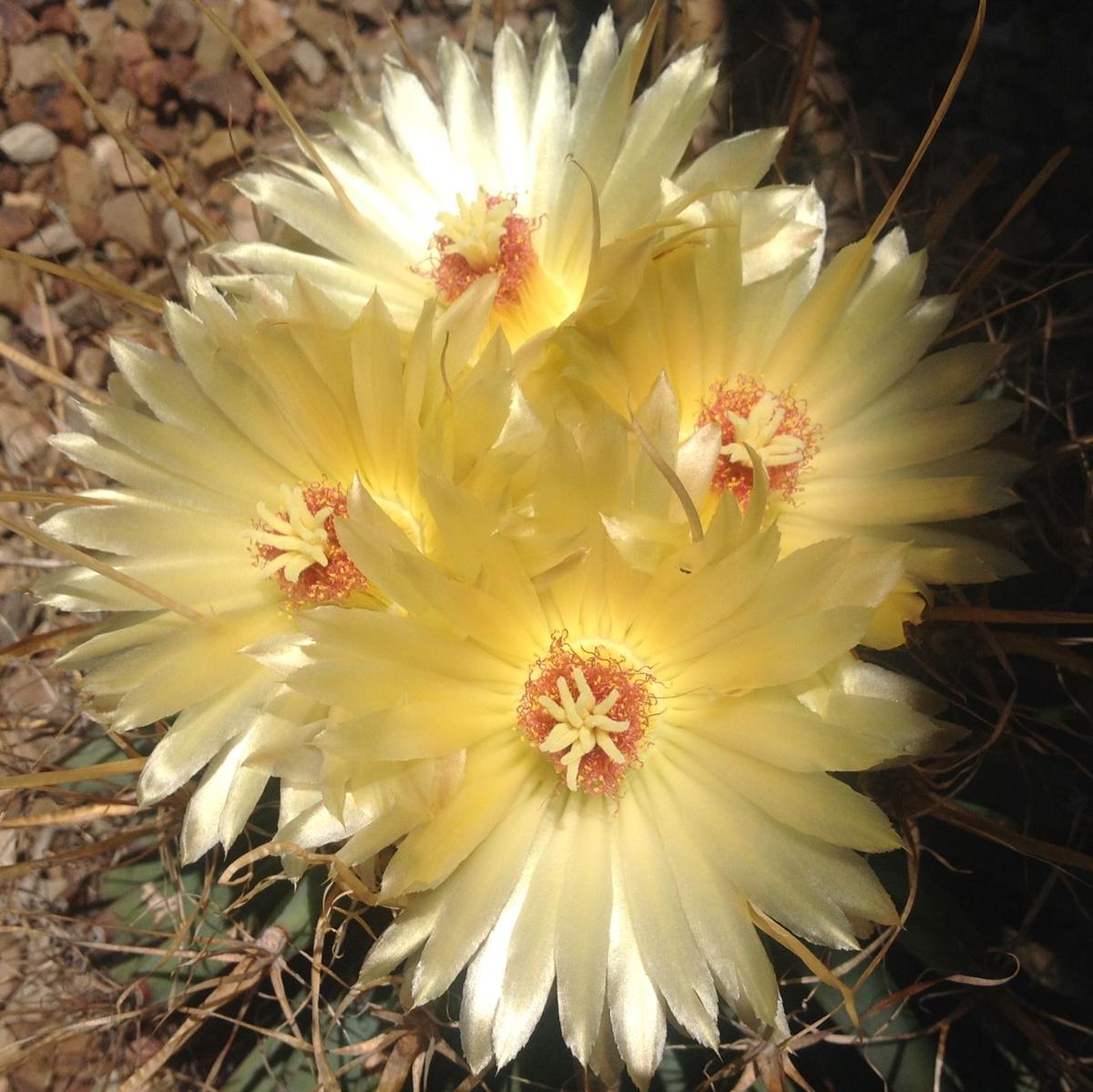 Cactus flowers