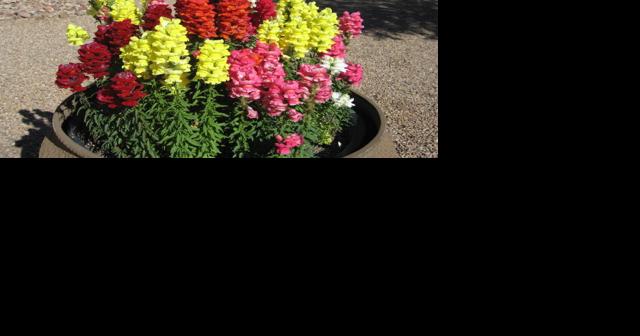 GV Gardeners: December a time for garden planning - Vimarsana News