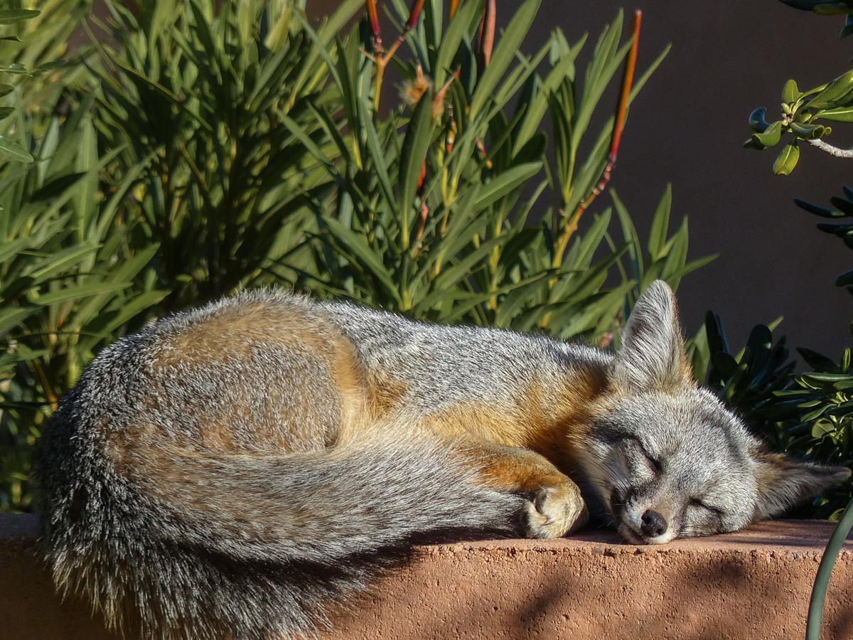 Sleepy time fox