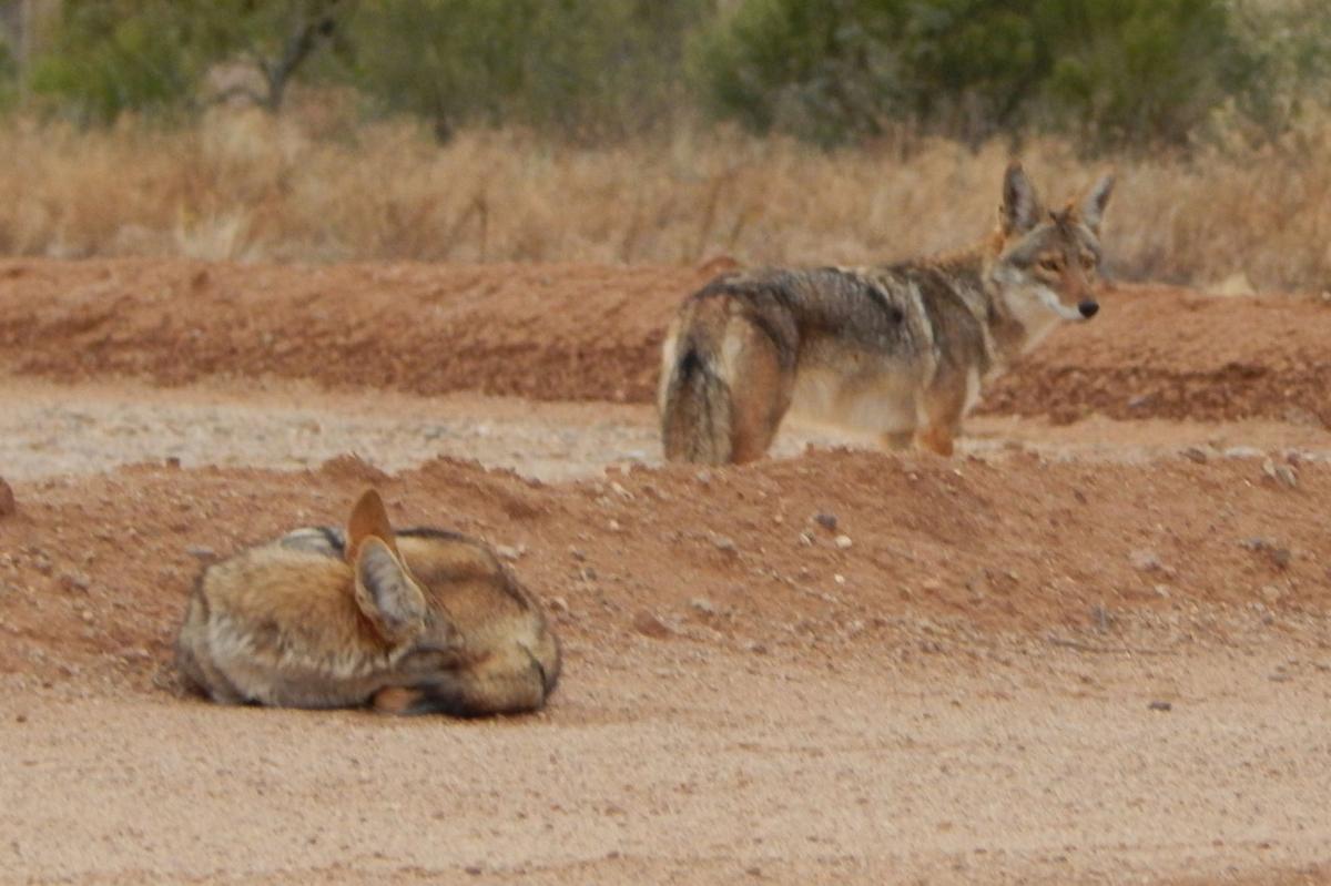 Coyotes