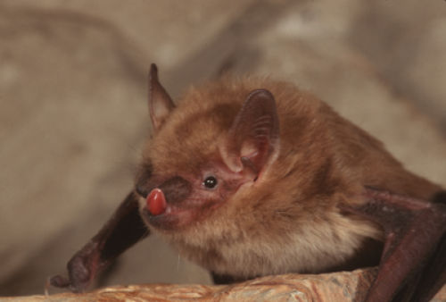 bat thumbs bat thumbs